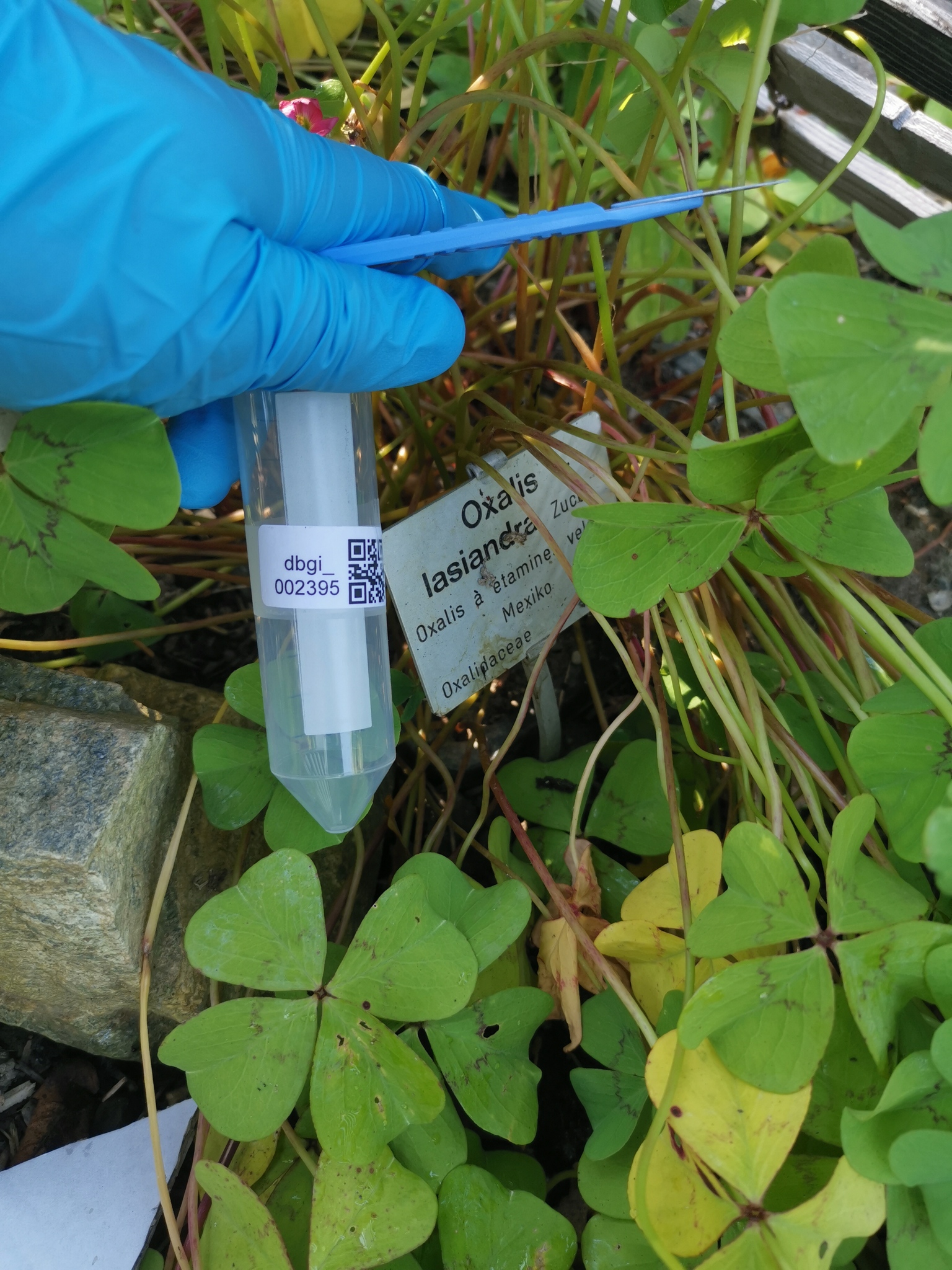Foto van Palmboomoxalis