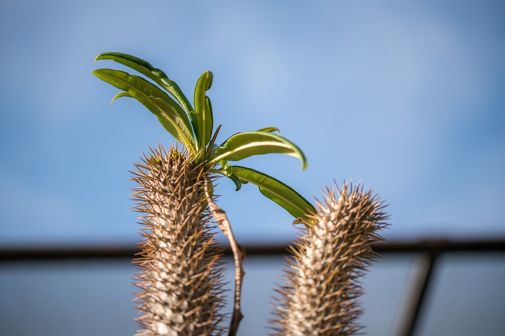 Foto van Madagaskarpalm