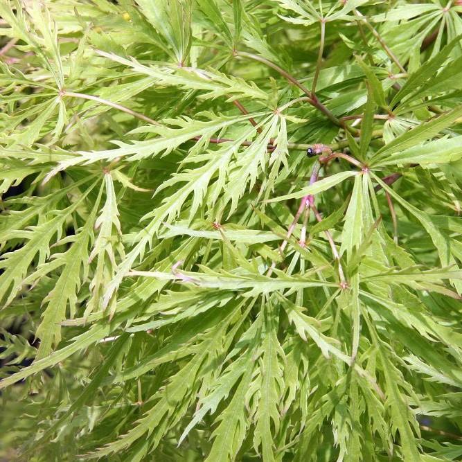 Foto van Japanse esdoorn s Gyration ‘Germaine's Gyration’