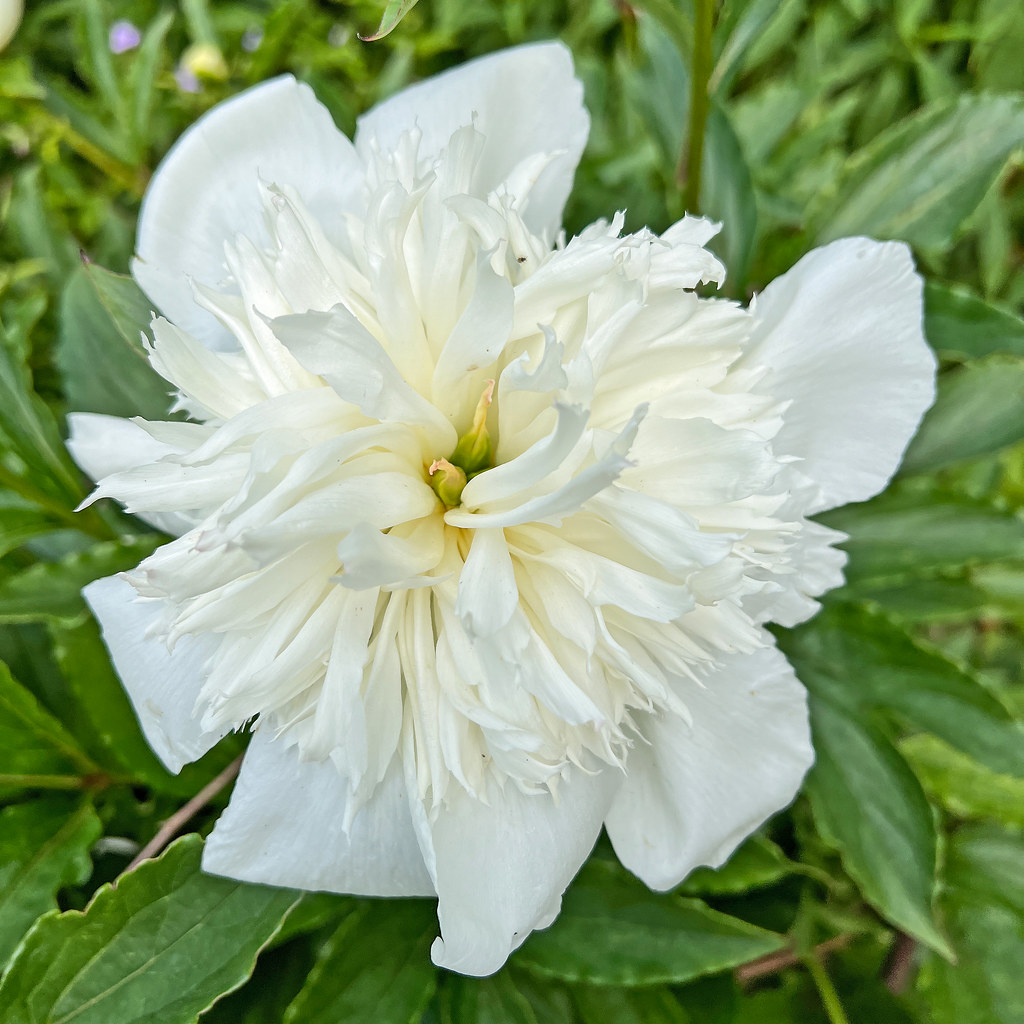 Foto van Boerenpioen