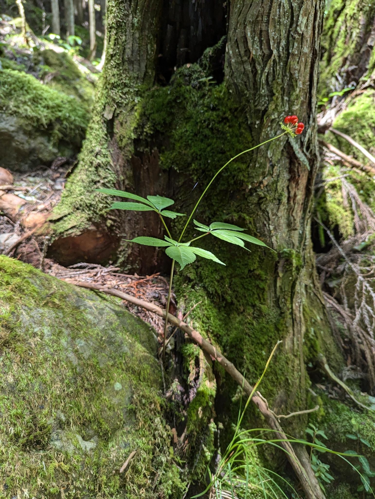Foto van Japanse ginseng