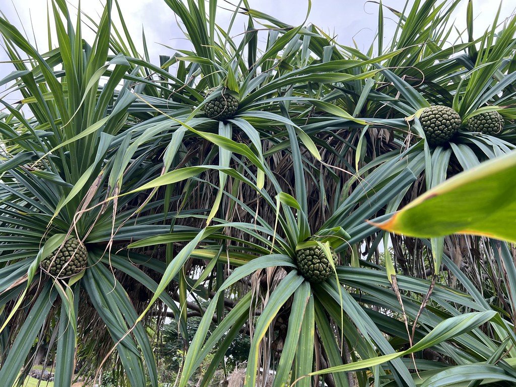 Foto van Geurende schroefpalm