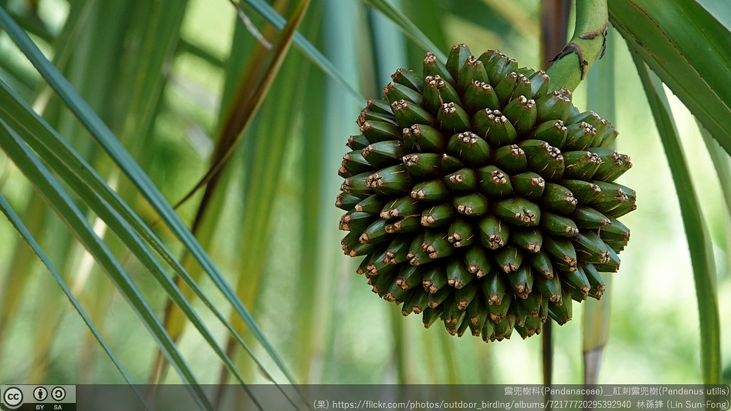 Foto van Schroefpalm