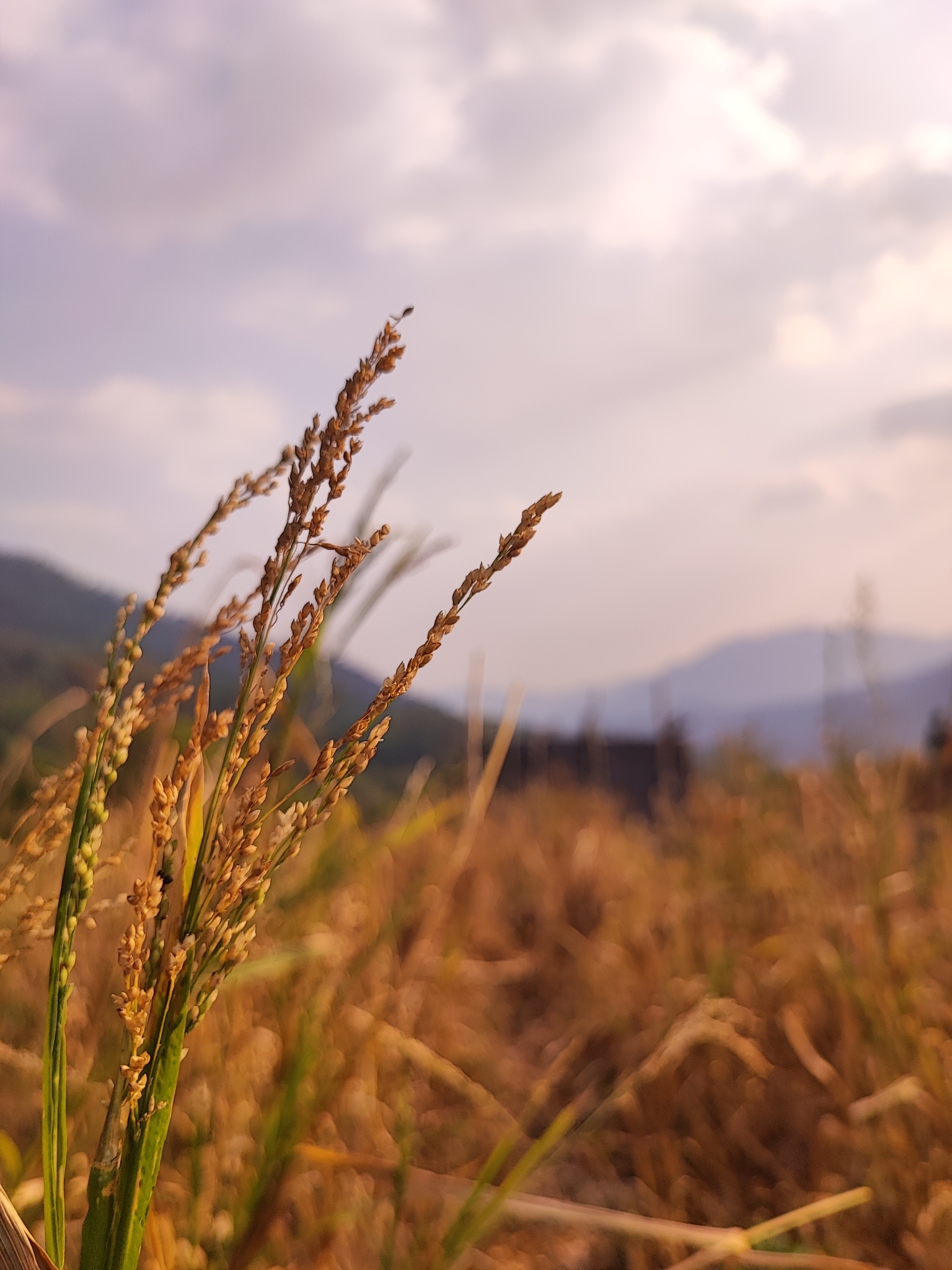 Foto van Kutkigierst