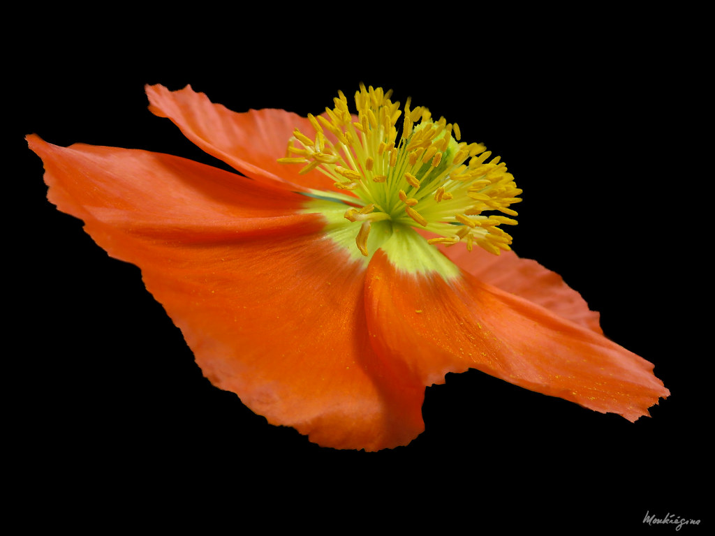 Foto van IJslandse papaver