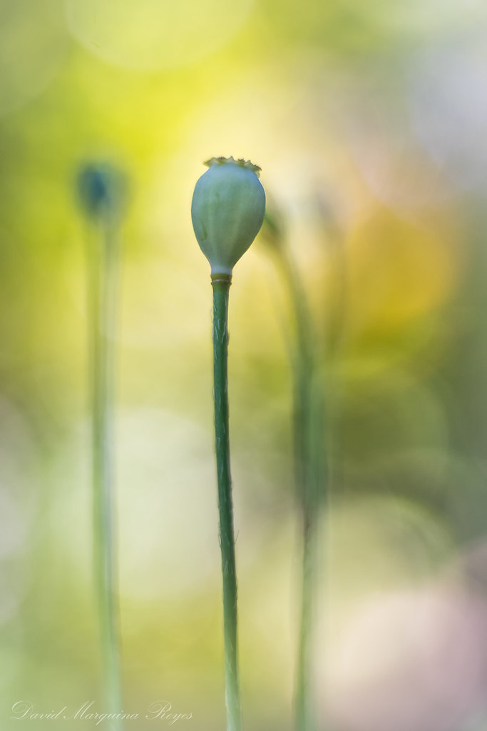 Foto van Grote klaproos