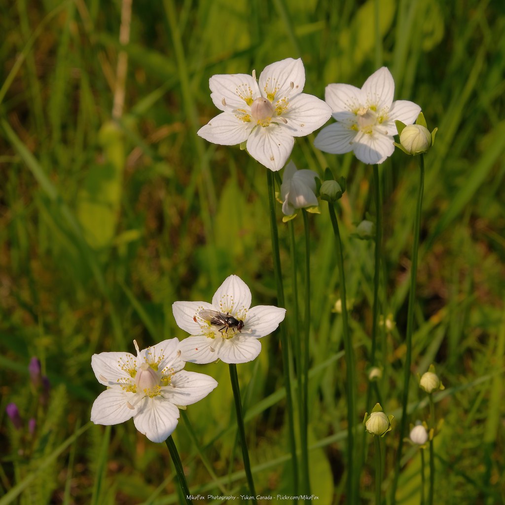 Foto van Parnassia