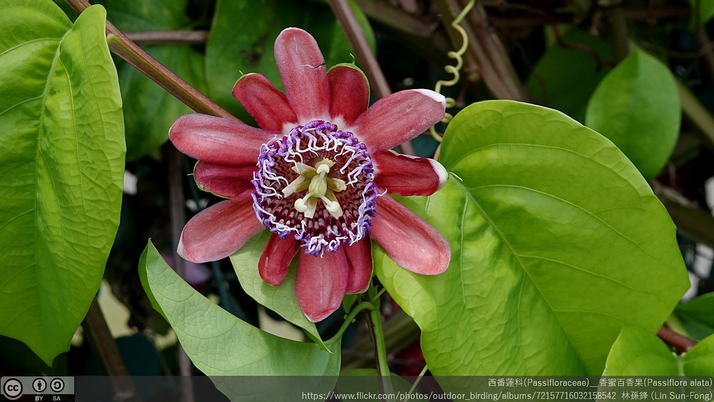 Foto van Gevleugelde passiebloem