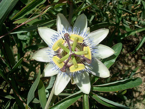 Foto van Blauwe passiebloem