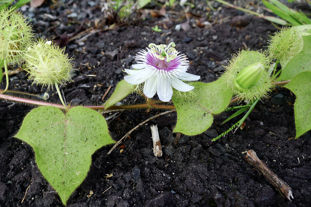 Foto van Stinkende passiebloem