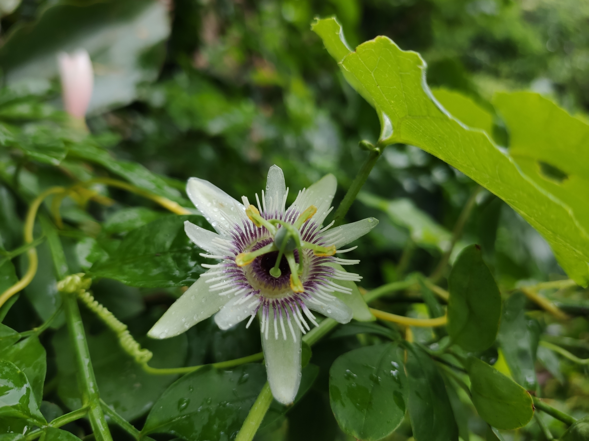 Foto van Bospassiebloem