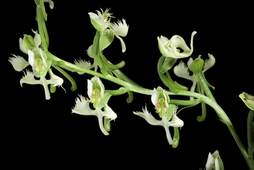 Foto van Witte reigerorchidee
