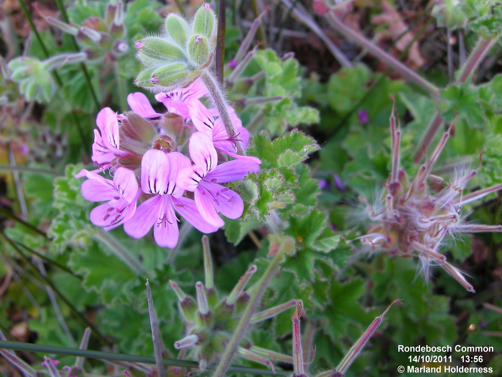 Foto van Wilde rozenpelargonium