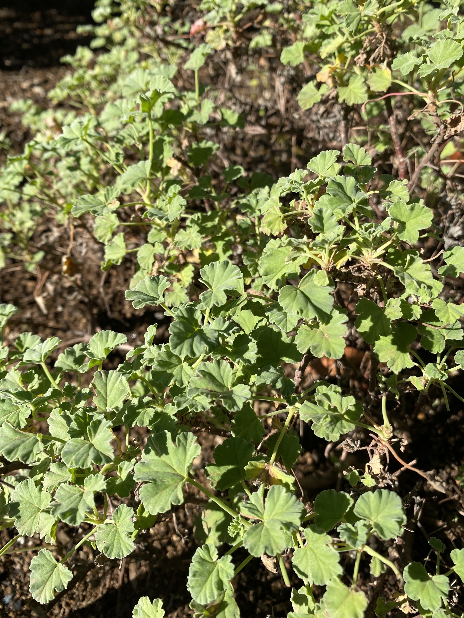 Foto van Muskaatpelargonium