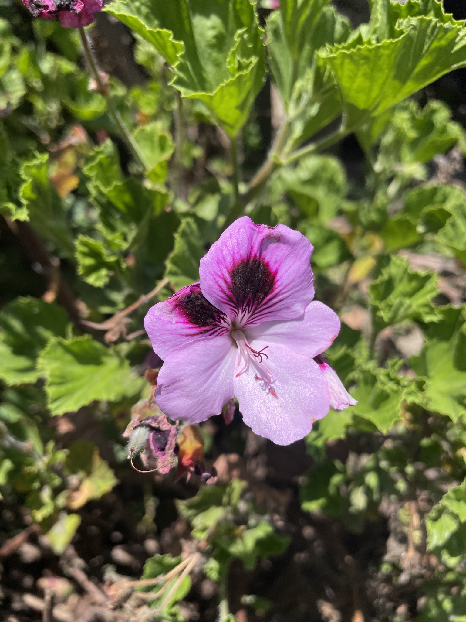 Foto van Franse geranium