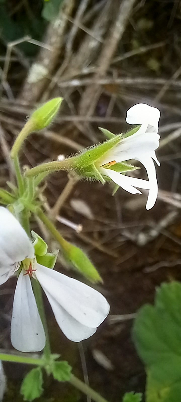 Foto van Appelpelargonium