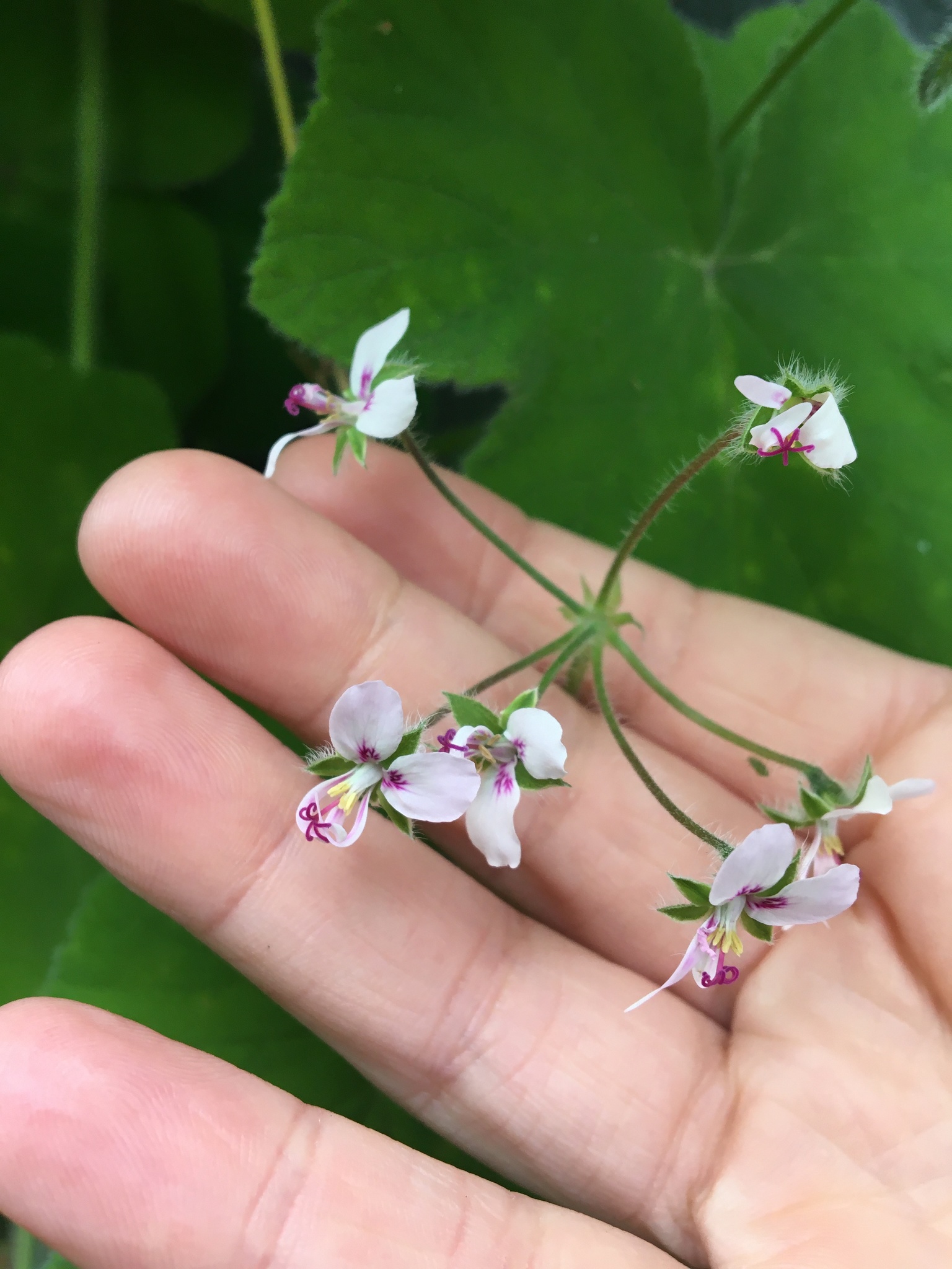 Foto van Pepermuntpelargonium