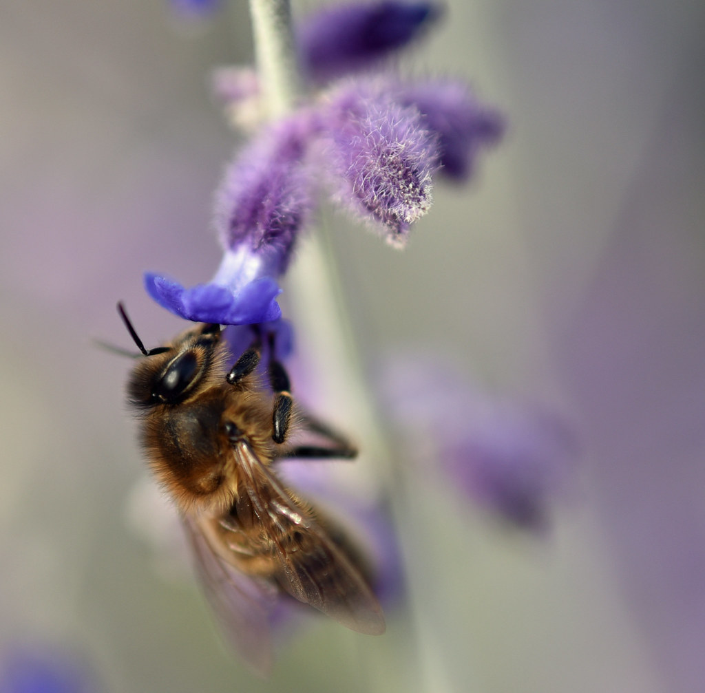 Foto van Reuzenlavendel