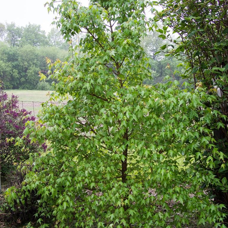 Foto van Chinese esdoorn