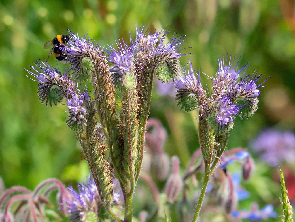 Foto van Phacelia