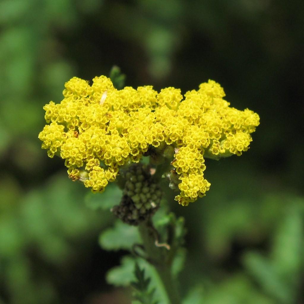 Foto van Duizendblad ‘Gold Coin Dwarf’