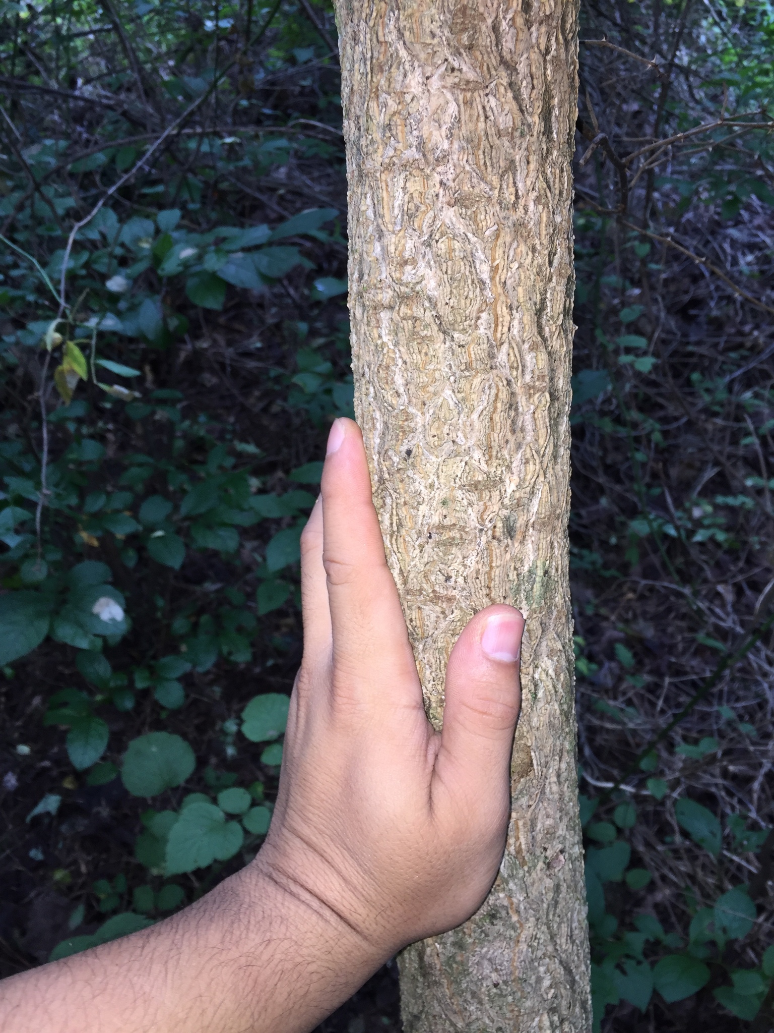 Foto van Japanse kurkboom