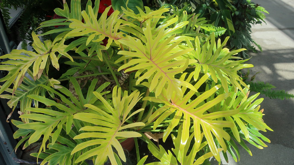 Foto van Philodendron