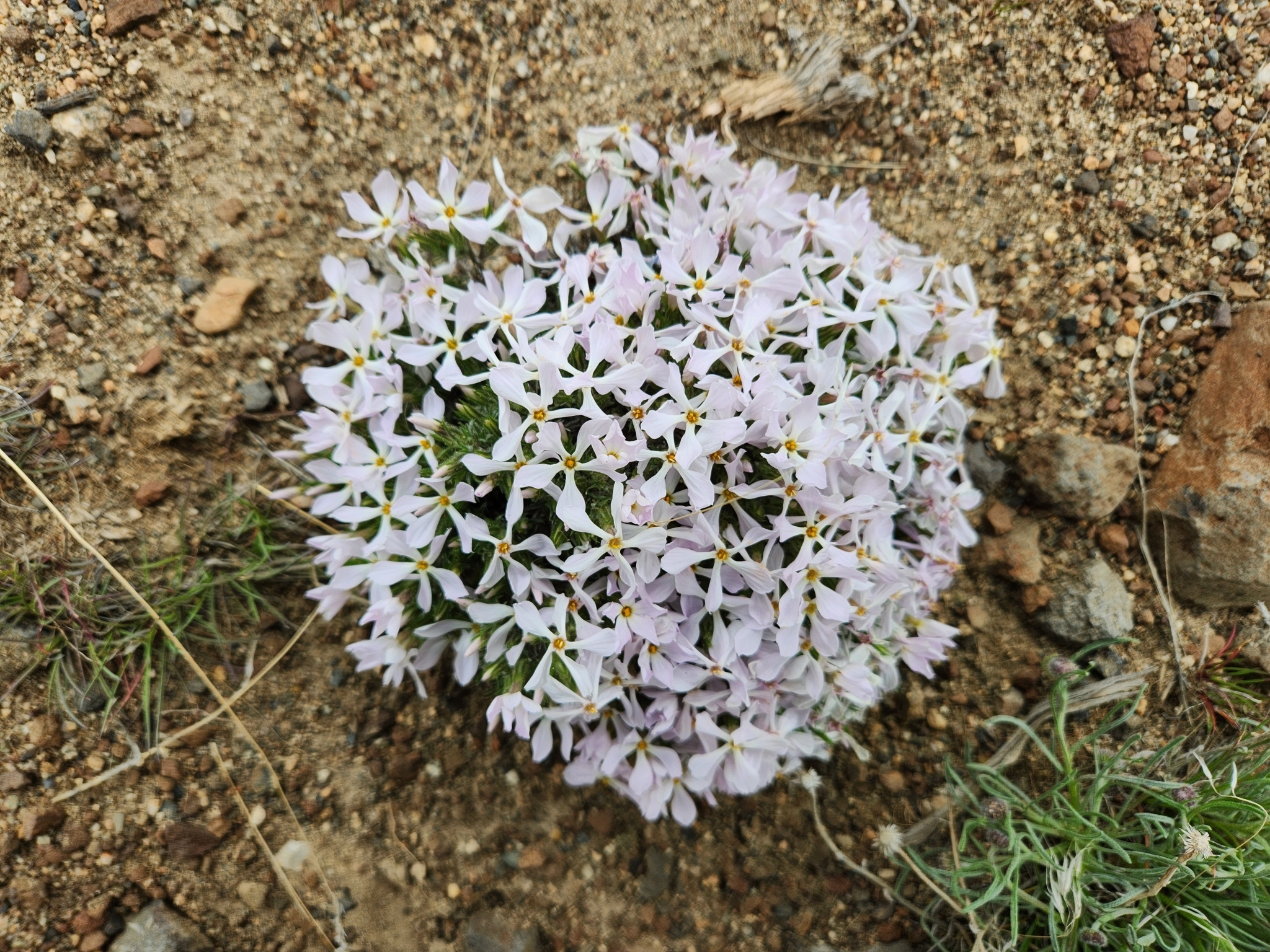 Foto van Dwergvlambloem