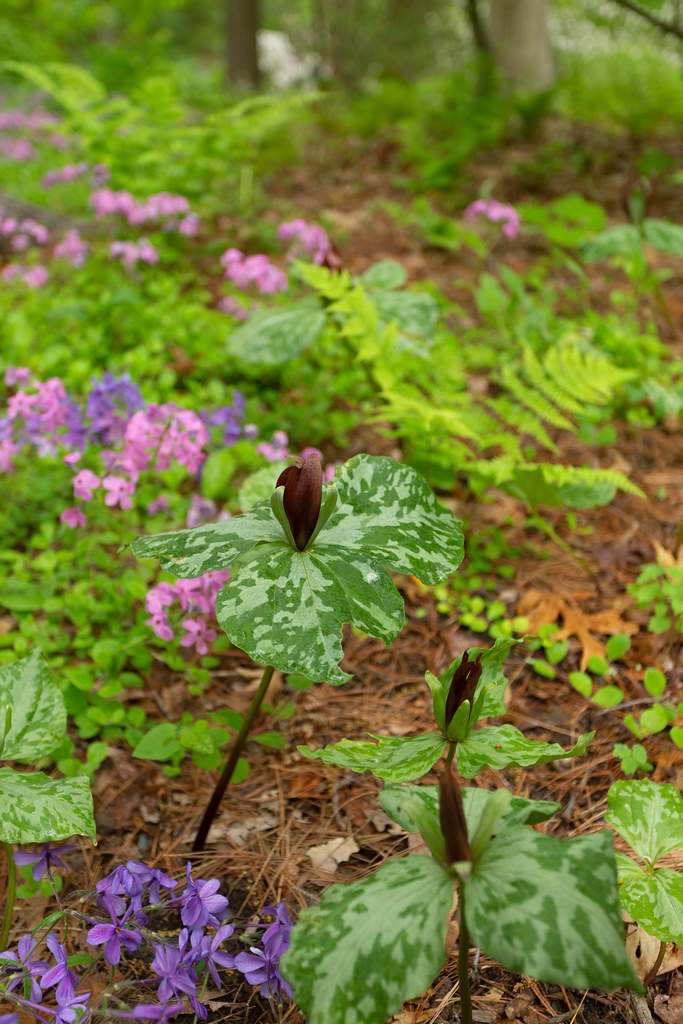 Foto van Kruipende vlambloem