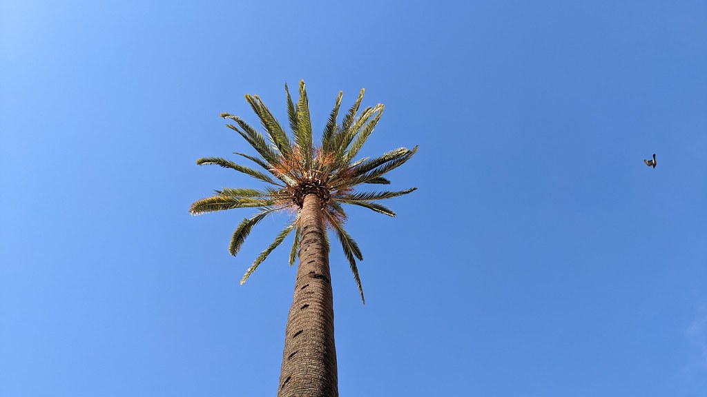 Foto van Canarische dadelpalm