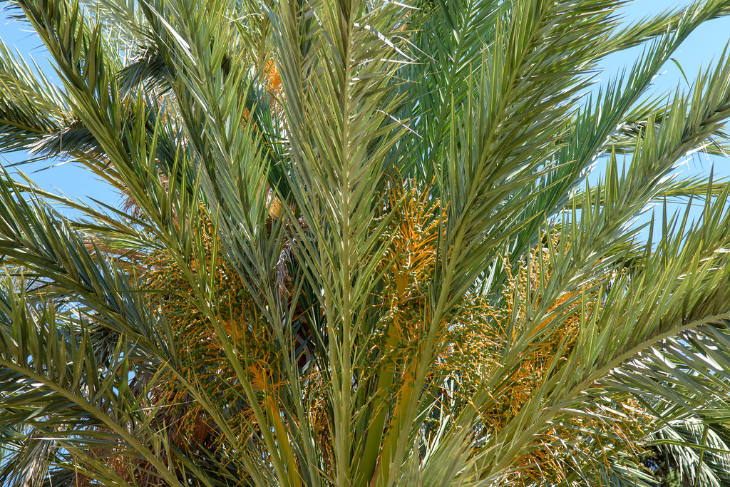 Foto van Gewone dadelpalm