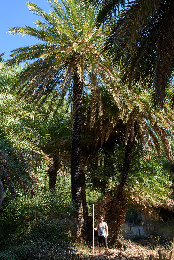 Foto van Kretenzische dadelpalm