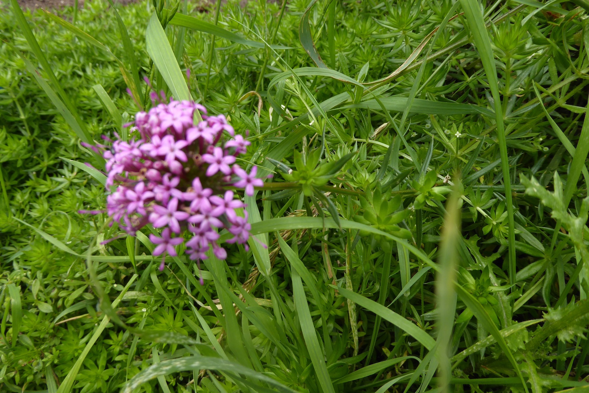 Foto van Kruisjesbloem