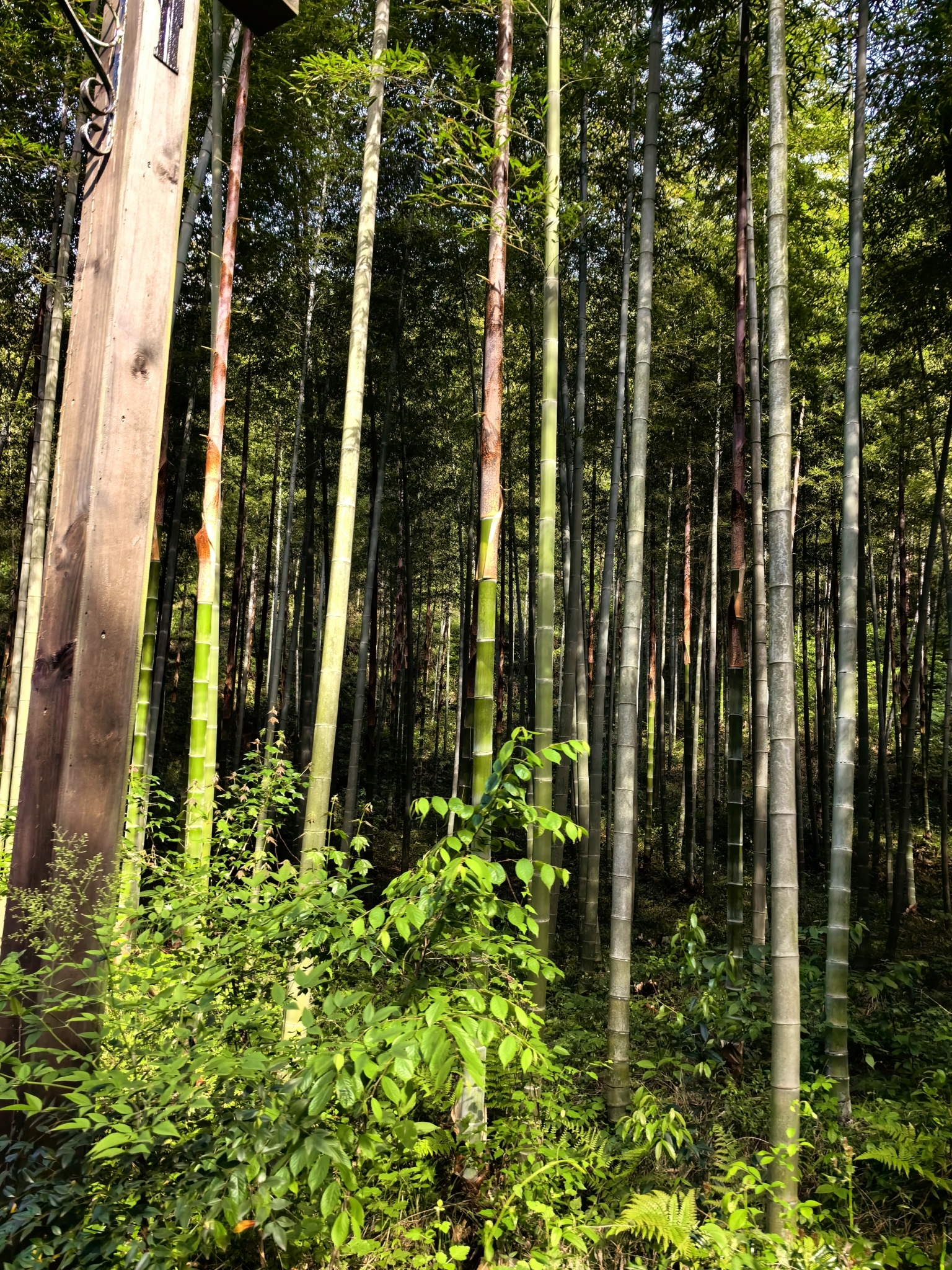 Foto van Moso-reuzenbamboe