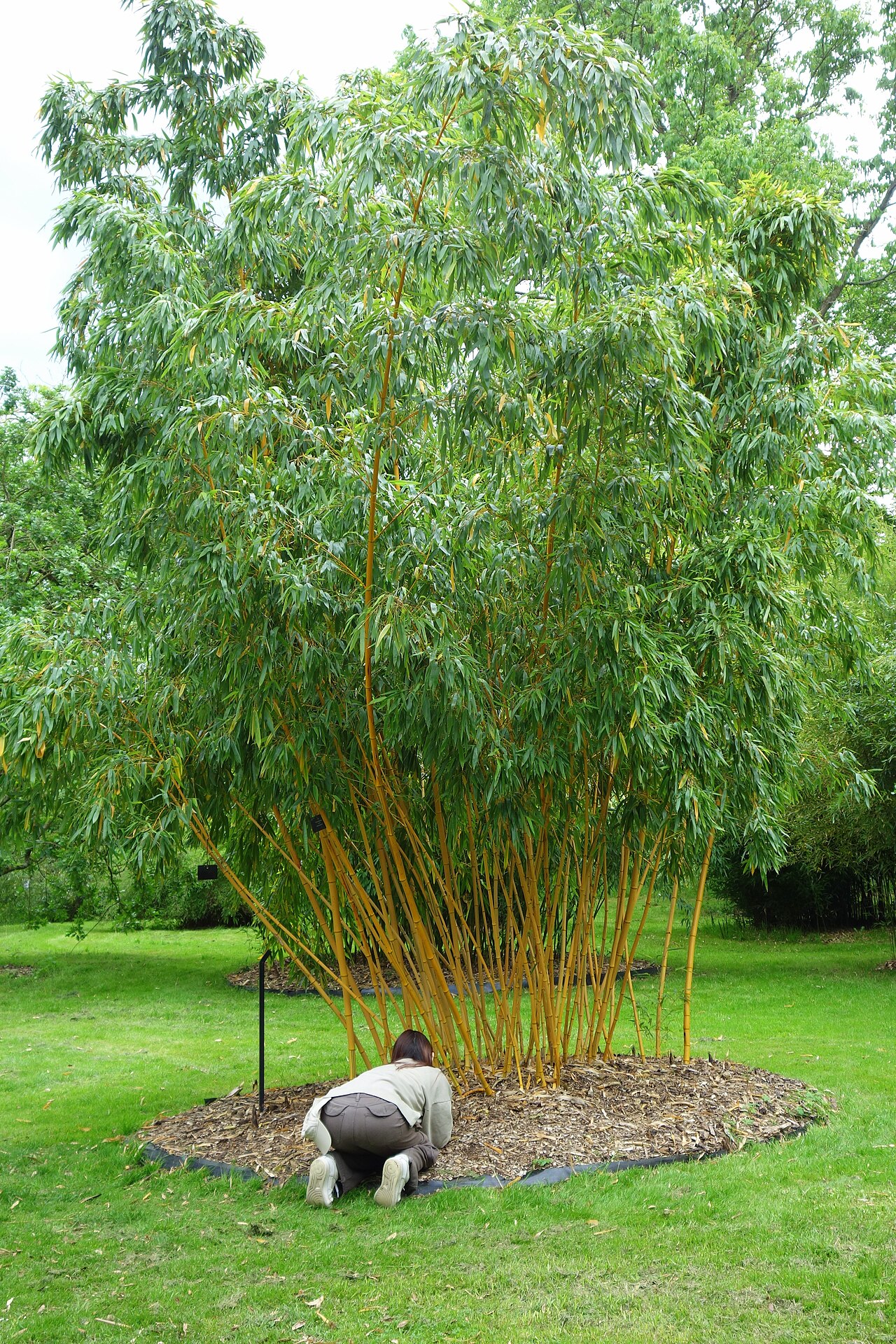 Foto van Gele reuzenbamboe ‘Aureocaulis’
