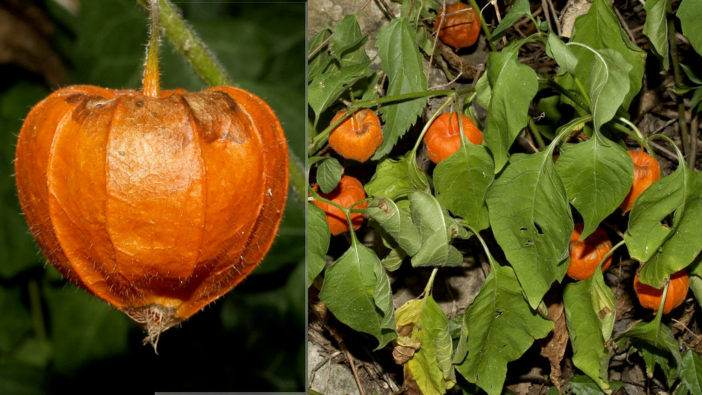 Foto van Echte lampionplant
