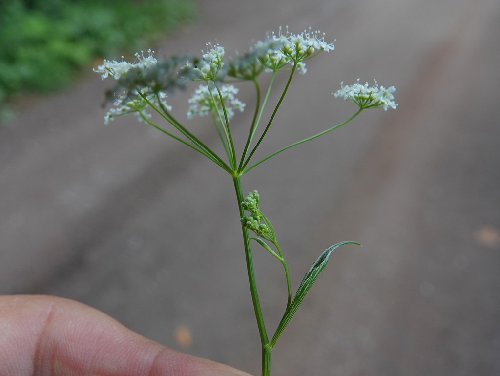 Foto van Kleine bevernel