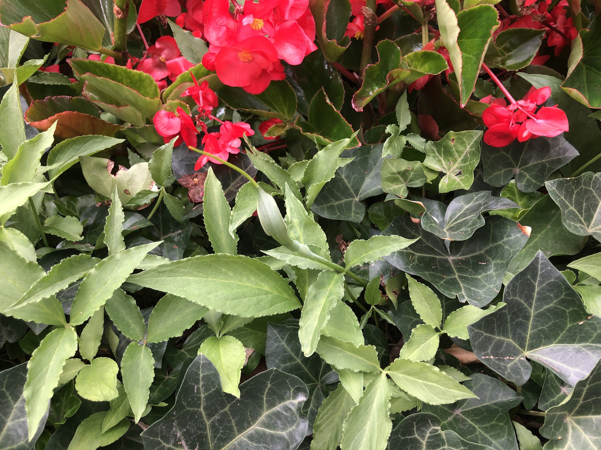Foto van Driebladige pinellia