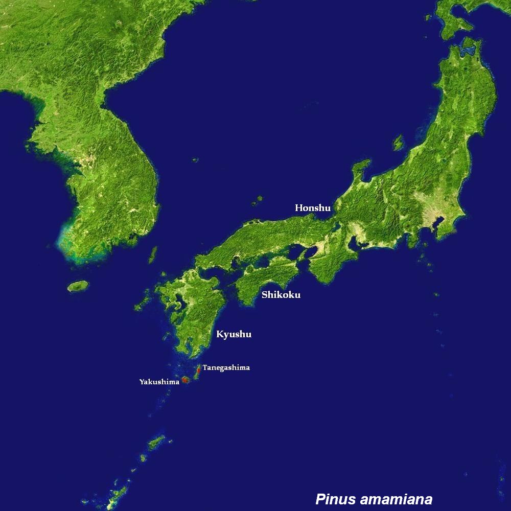 Foto van Yakushima witte den