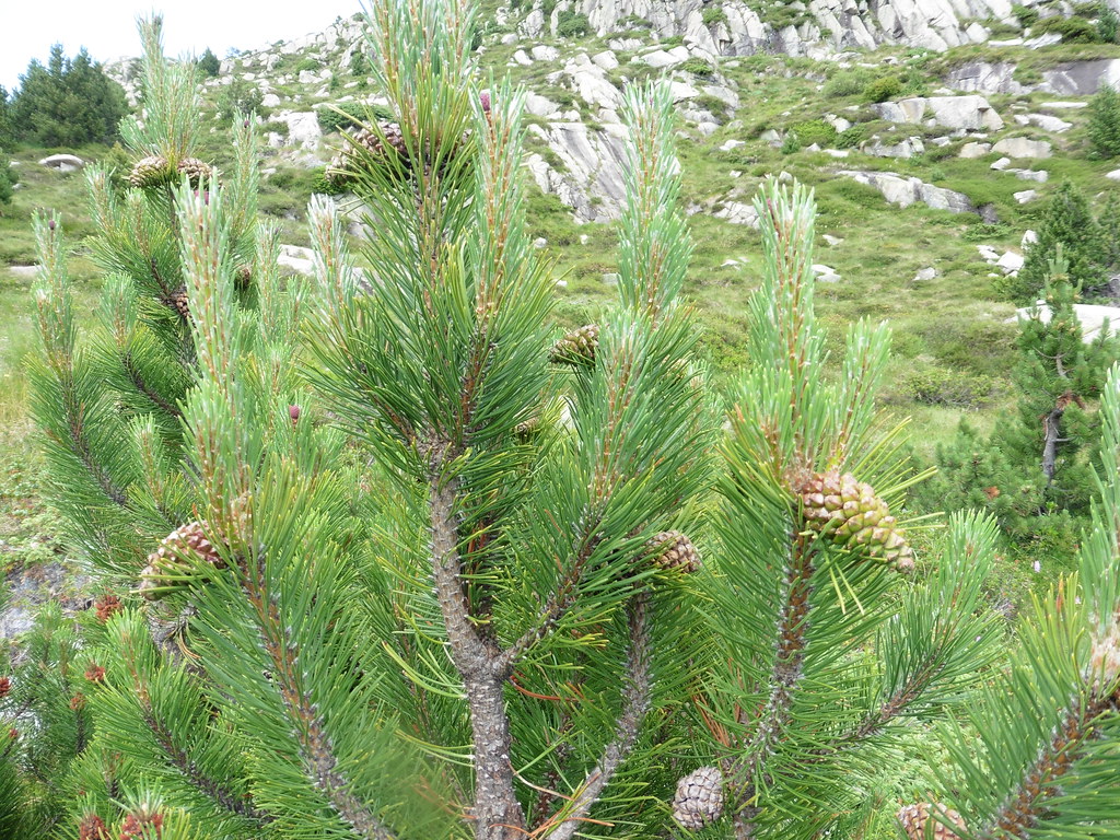 Foto van Opgaande bergden