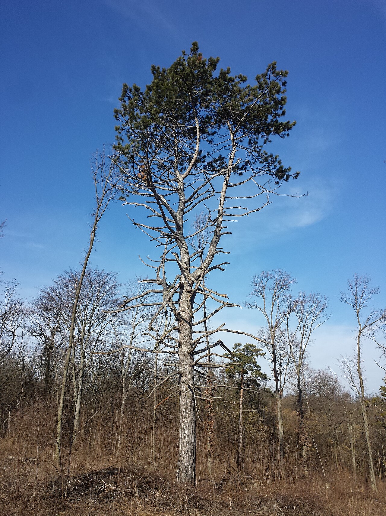 Foto van Oostenrijkse den
