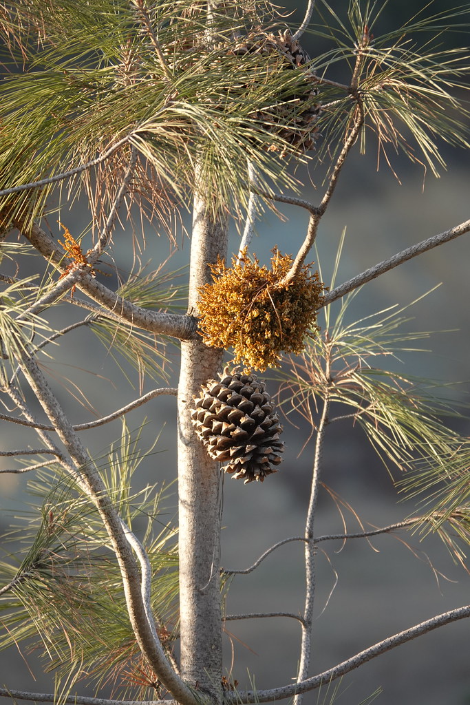 Foto van Californische witte den