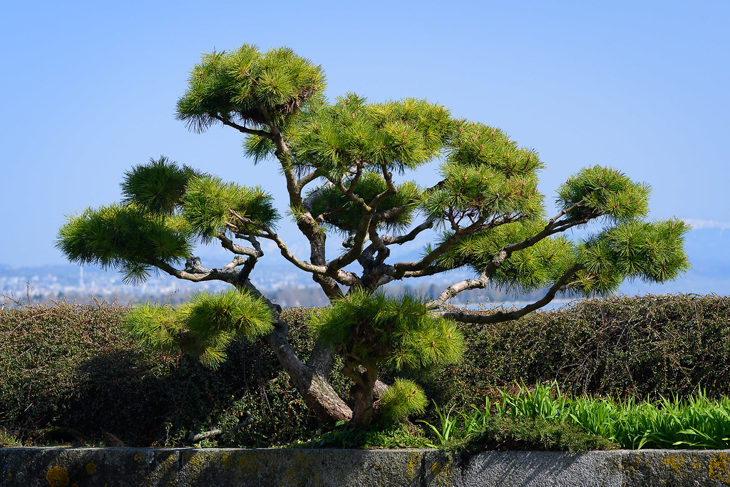 Foto van Japanse zwarte den