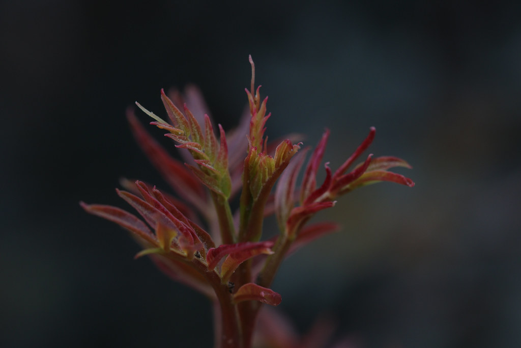 Foto van Mastiekboom