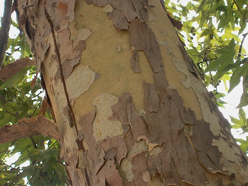 Foto van Californische plataan