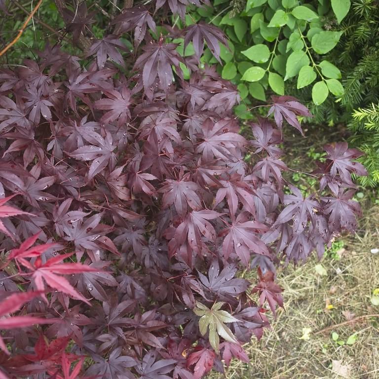 Foto van Japanse esdoorn ‘Bloodgood’