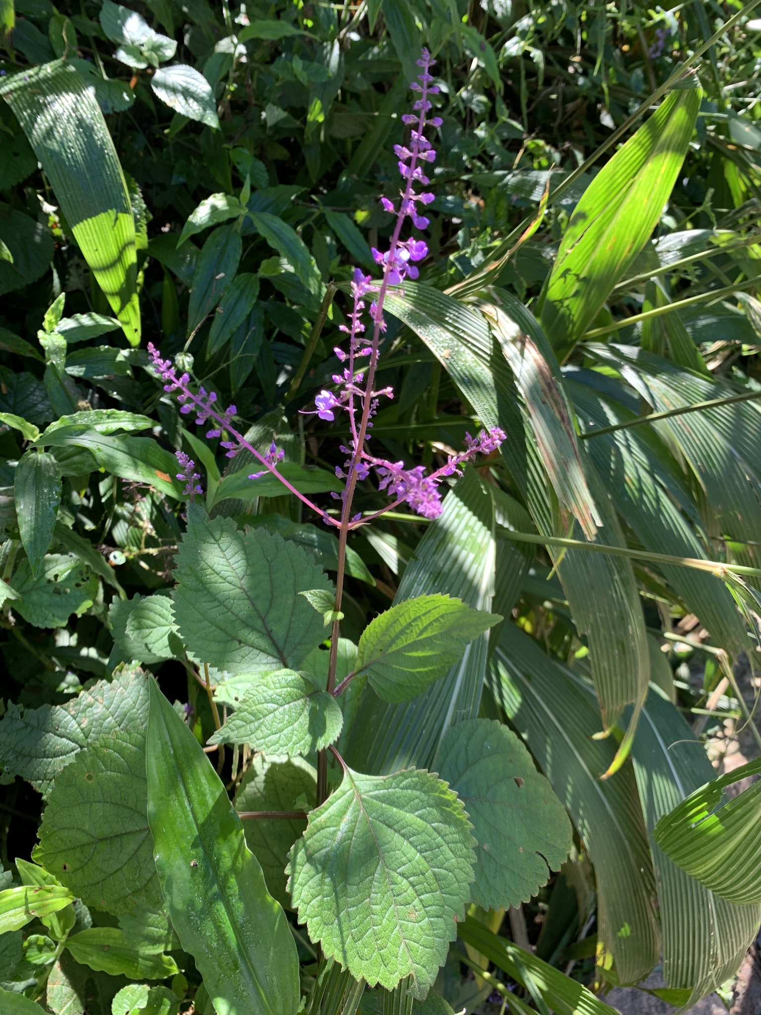 Foto van Reumatiekplantje