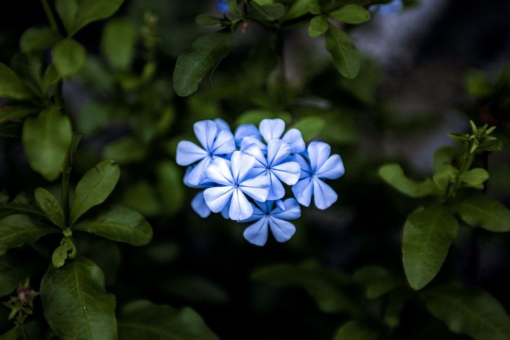 Foto van Loodplant