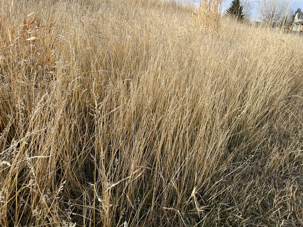 Foto van Plat beemdgras