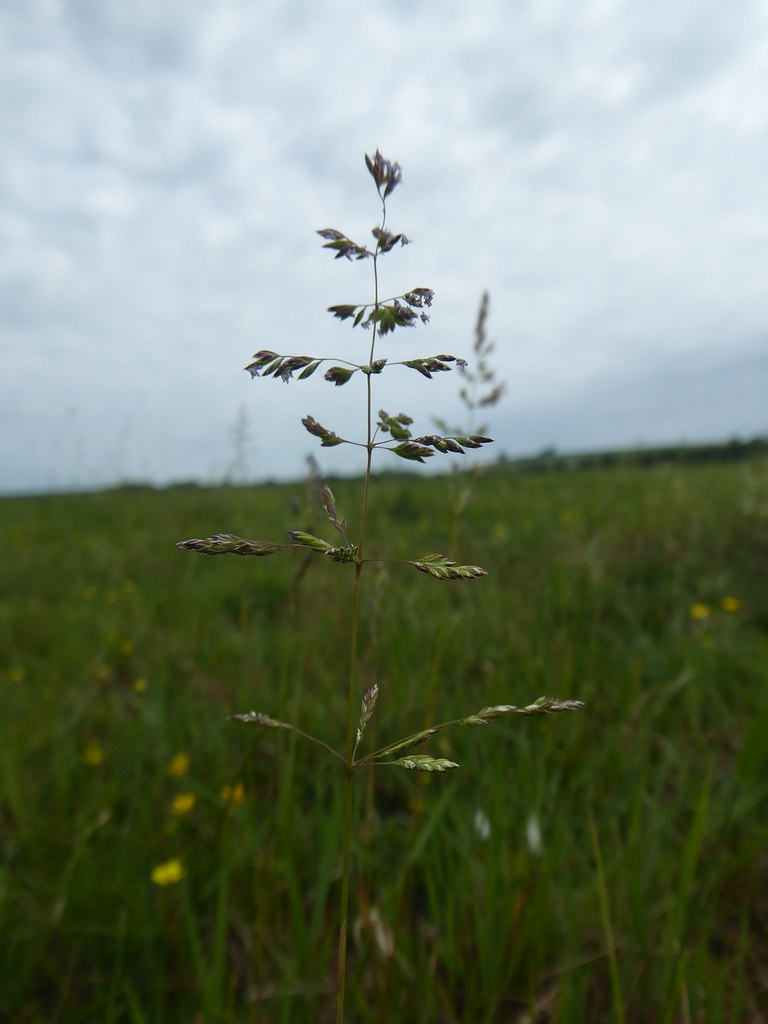 Foto van Ruw beemdgras